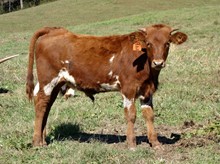 STEER # 28 (STARTEX X HALTOMS HOT MAMMA)