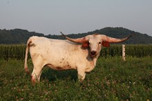 GPC Peggy Sue