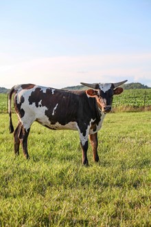 GPC JOLENE