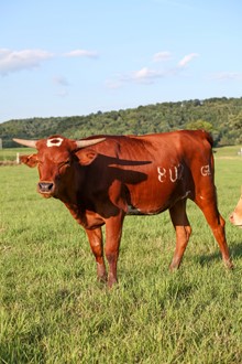 GPC Delilah