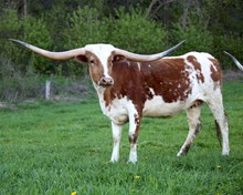 Txn Bryce