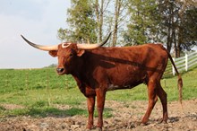GPC Delilah