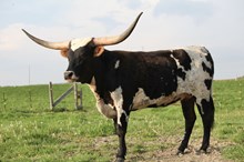 GPC JOLENE