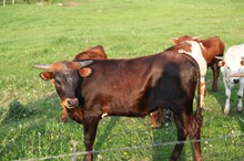 Ruby x Johnny Boy Steer