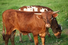 Lady x Catch Steer