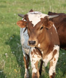 Timeless x Catch Steer