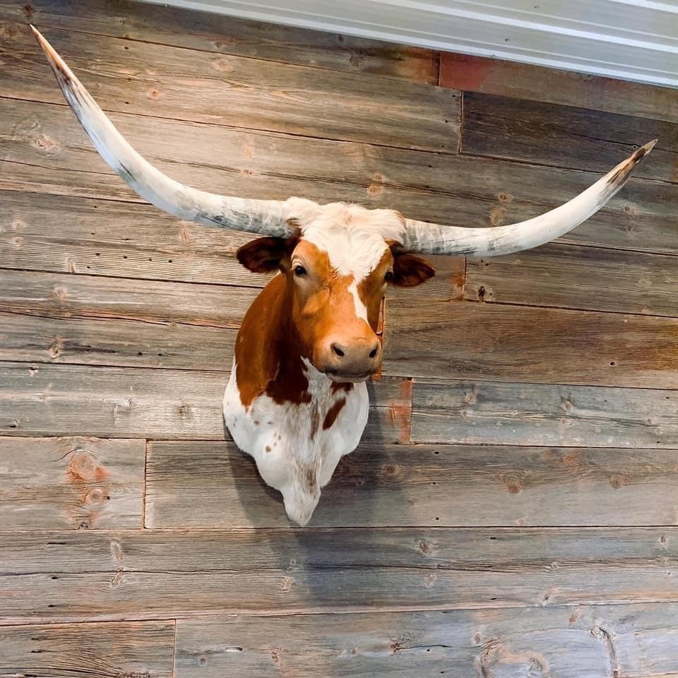 Longhorn Mounts & Skulls at Green Pastures Cattle Co. in Plain, Wisconsin